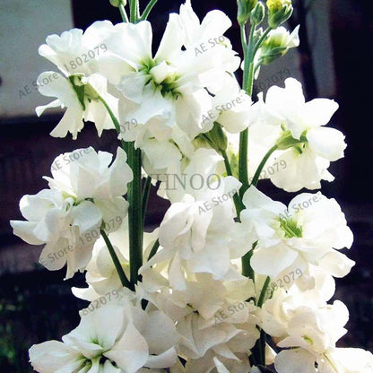 Violet Matthiola Incana Seeds - Easy-Grow Perennial Flower Seeds for Home & Garden Planting