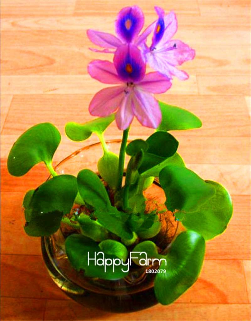 Lotus Seed Aquatic Plant Kit - DIY Home Garden Bonsai for Ponds & Terrariums