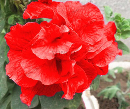 Double Petal Petunia Seeds - Vibrant Indoor Flower Bonsai Plants for Home & Garden