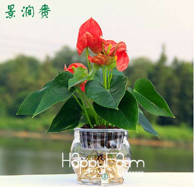 Anthurium & Rubber Tree Seeds - Air Purifying Plants, Formaldehyde Cleaner, Fresh Indoor Gardening