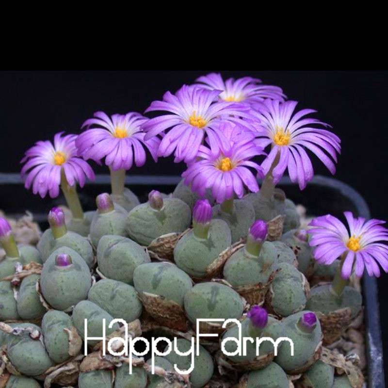Purple Lithops Seeds - Unique Succulent Plants for Home, Office & Balcony Planting