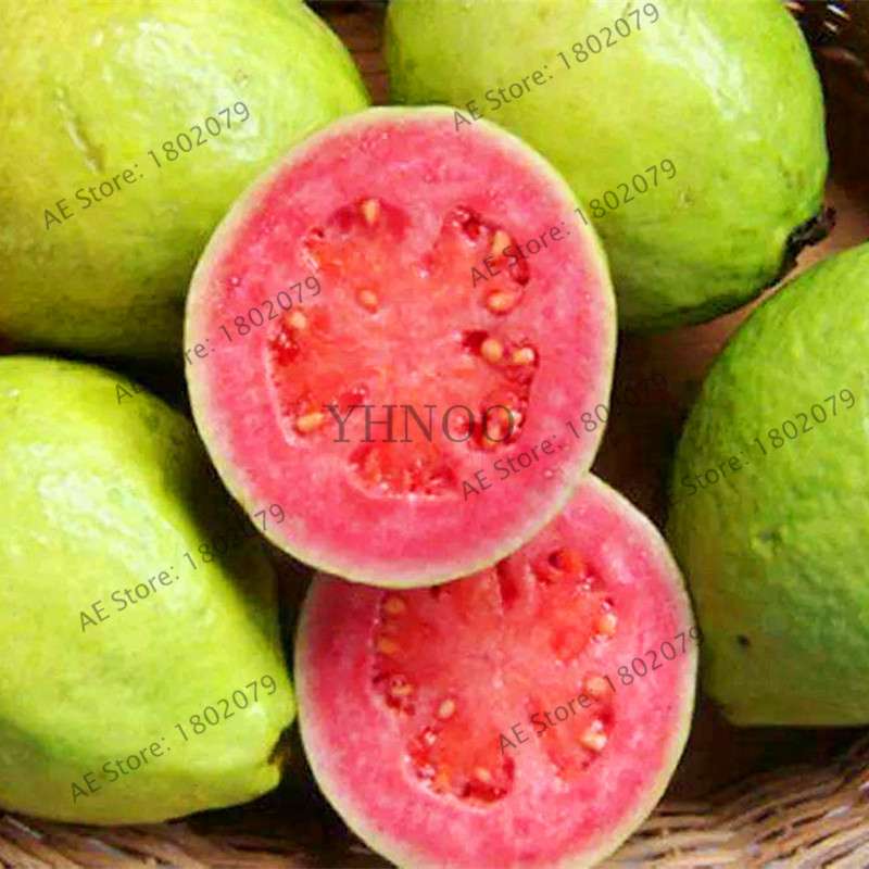 Fresh Thai Pink Guava Seeds - Sweet Large Fruit, for Home Garden Planting
