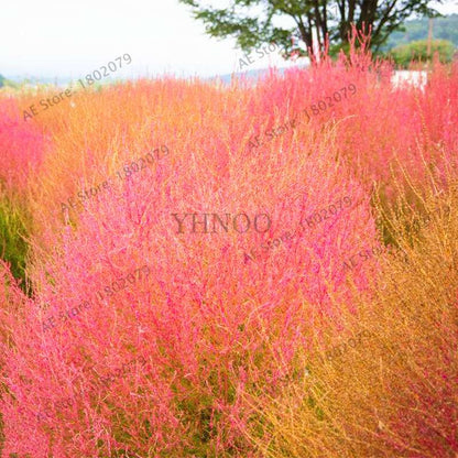 Broom Sedge Seeds for Lawn, Bonsai & DIY Garden - Home & Flowerpot Planting Decor