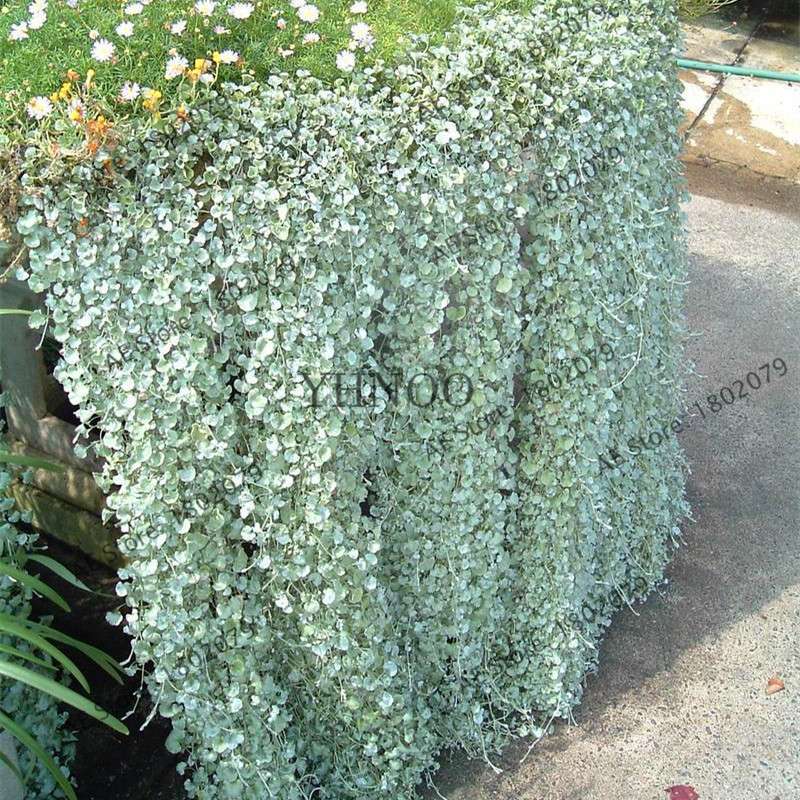 Dichondra Repens Seeds - Low-Maintenance Ground Cover for Lawns & Hanging Gardens