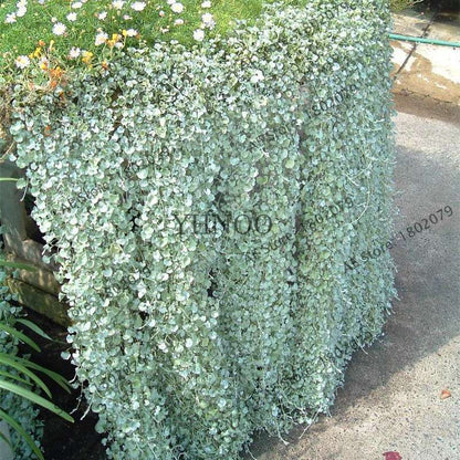 Dichondra Repens Seeds - Low-Maintenance Ground Cover for Lawns & Hanging Gardens