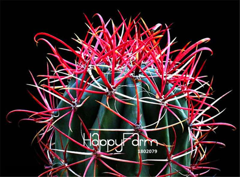 Red Barrel Cactus Seeds - Easy to Grow Potted Flowers for Home & Garden Planting