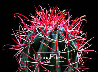 Red Barrel Cactus Seeds - Easy to Grow Potted Flowers for Home & Garden Planting