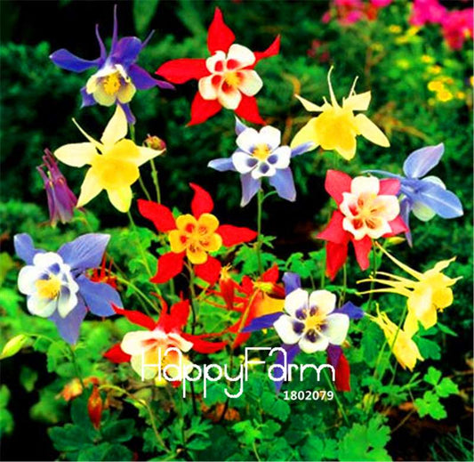 Aquilegia (Columbine) Seeds for Planting - Vibrant Bonsai Flower Seeds for Home & Garden | Fast-Growing