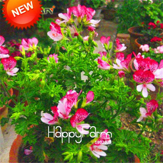 Red Butterfly Geranium Seeds - Perennial Flower Seeds for Planting, Pelargonium Peltatum