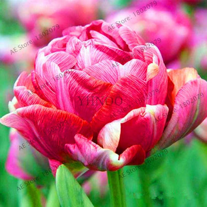 Rare Double Tulip Bulbs - Premium Imported Tulip Seeds for Home Garden Planting