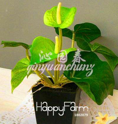 Anthurium & Rubber Tree Seeds - Air Purifying Plants, Formaldehyde Cleaner, Fresh Indoor Gardening