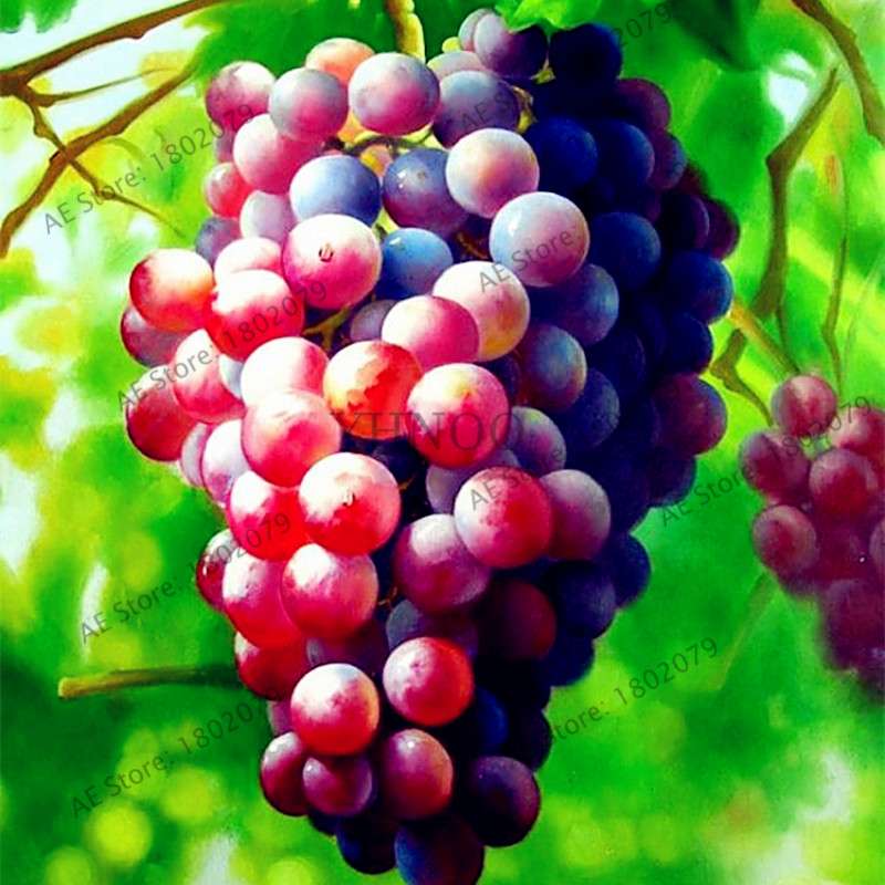 Kyoho Grape Seeds - Sweet Natural Fruit Seeds for Home Garden Planting, Fresh & Juicy