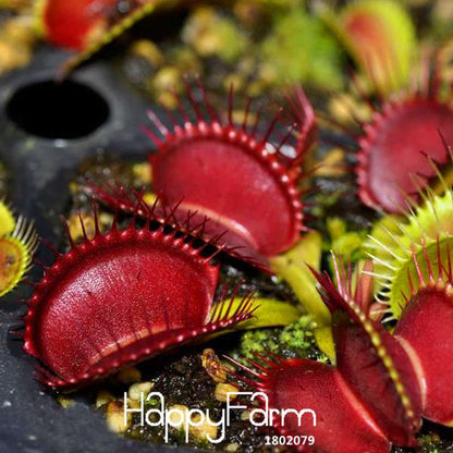 Red Dragon Flytrap Seeds - Carnivorous Bonsai Plant for Garden, Terrarium & Home | Dionaea Muscipula