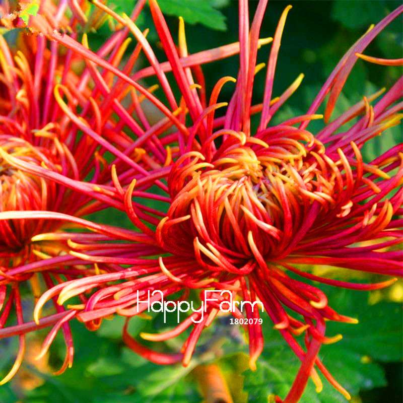 Fragrant Chrysanthemum Seeds - Colorful Bonsai Flower Seeds for Home Garden Planting