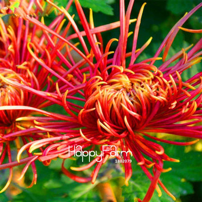 Fragrant Chrysanthemum Seeds - Colorful Bonsai Flower Seeds for Home Garden Planting