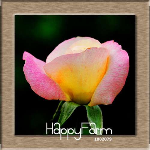Pink & White Rose Seeds - 24 Rare Colors, for Balcony Planting, Potted Flower Garden