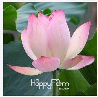 Affordable Water Lily Seeds for Bonsai & Balcony - Easy-Grow Potted Flowers