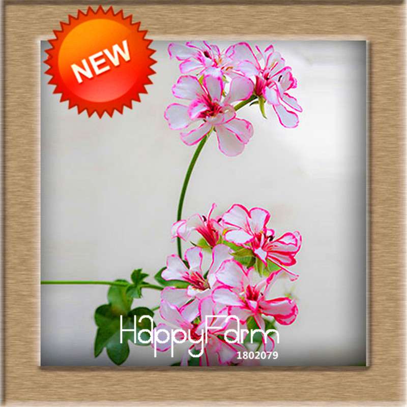 White & Red Edge Geranium Seeds - Perennial Pelargonium Peltatum Flowers for Indoor Planting