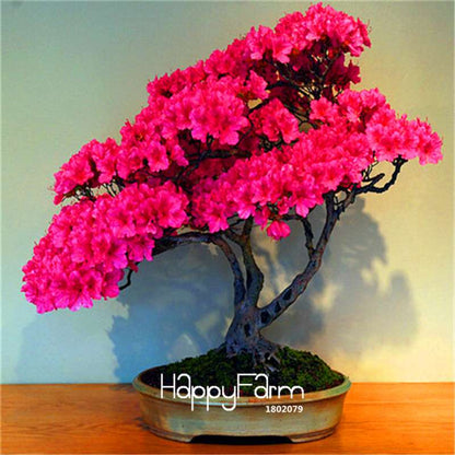Cherry Blossom Seeds - Easy to Grow Sakura Bonsai Tree for Home Garden, Perennial Flower Like Azalea