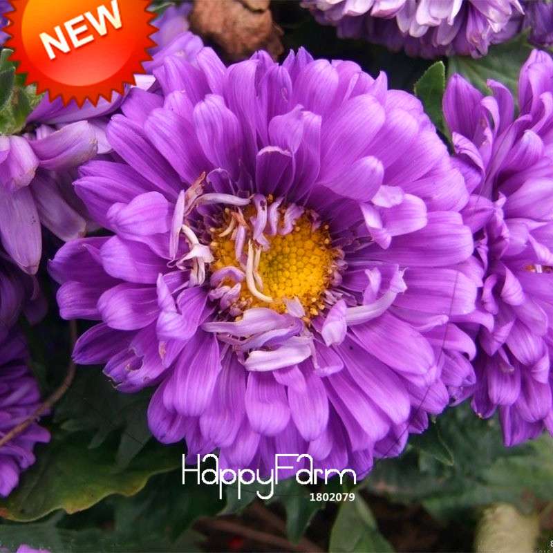Purple Chrysanthemum Seeds - Balcony Potted Bonsai Flowers, Easy-Grow Aster Plant Seeds for Home Garden
