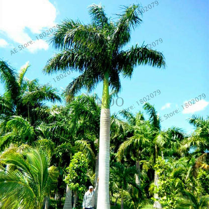 Cuban Royal Palm Seeds - Exotic Tropical Bonsai Tree for Home Garden & Balcony Planting