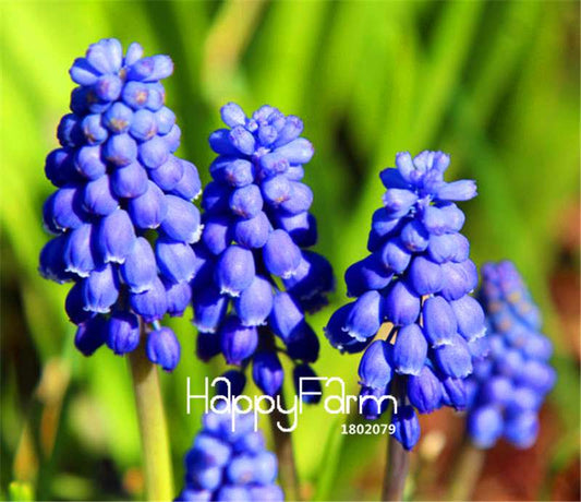 Blue Violet Grape Hyacinth Seeds - Vibrant Potted Flowers for Garden & Home Decor | Fast US Shipping