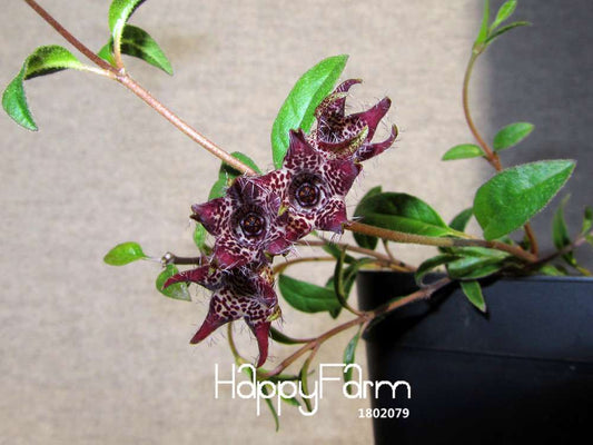 Brachystelma Seeds - Exotic Wild Flower Plants for Garden, Balcony & Roof Planting