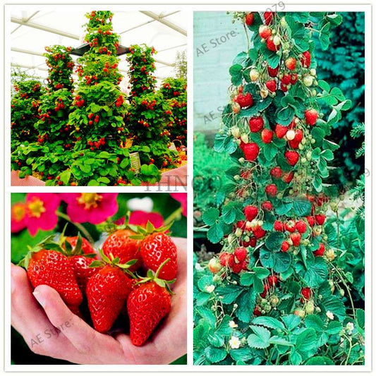 Rare Red Climbing Strawberry Seeds for Home Garden | Sweet Fruit Plant Bonsai