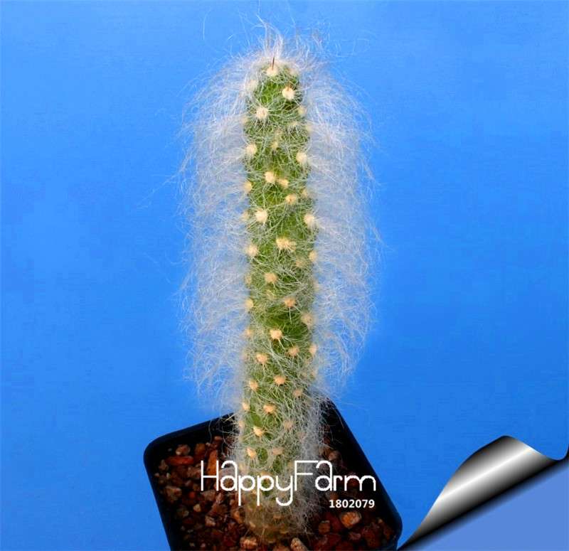 Celestial Cactus Seeds - Potted Bonsai Plants, Anti-Radiation Succulent Seeds for Home & Office