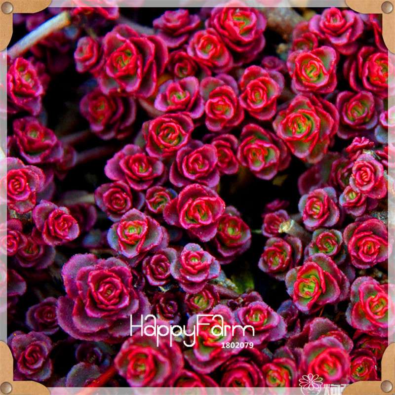 99 Rare Succulents & Lithops Seeds - Exotic Bonsai Plants, - Unique Office & Home Garden