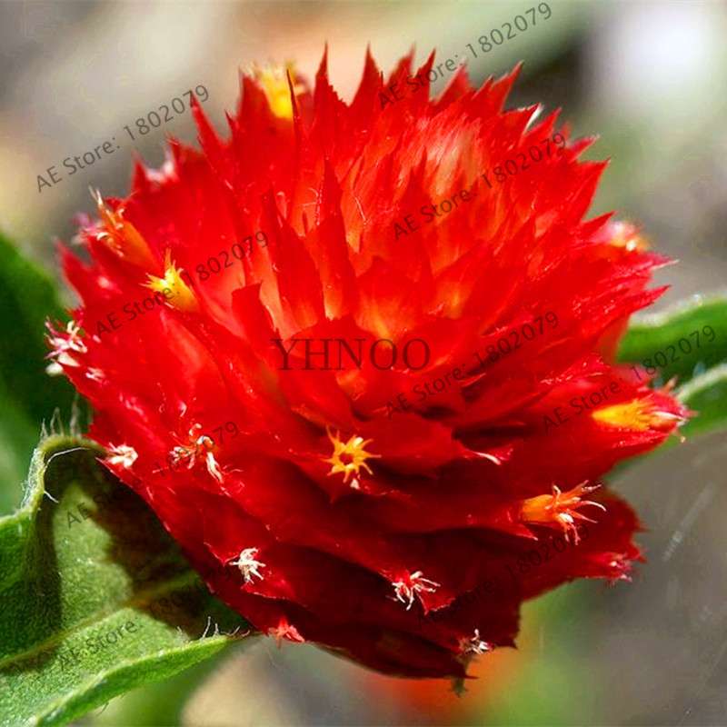 Rare Mini Gomphrena Globosa Seeds - Vibrant Perennial Flowers for Garden & Bonsai