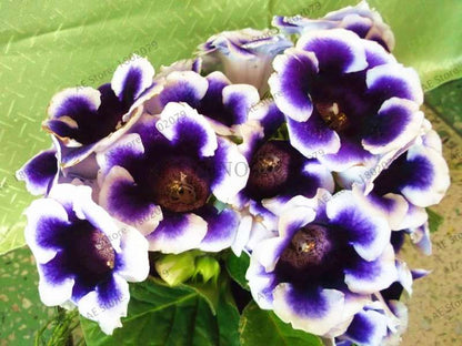 Climbing Gloxinia Seeds - Perennial Sinningia Speciosa Bonsai Flowers for Balcony & Garden Planting