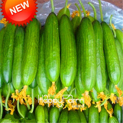 Dutch Cucumber Seeds - for Fresh, Homegrown Vegetables | Non-GMO, High Yield
