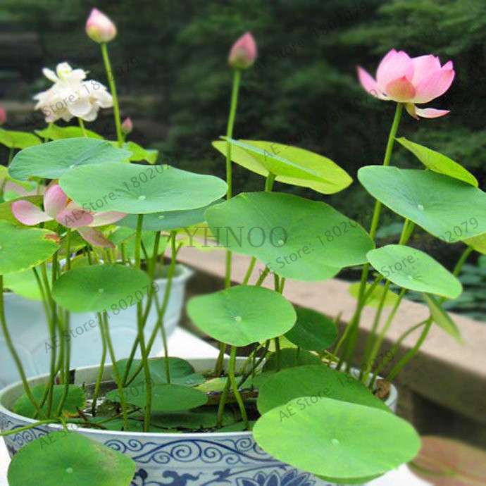 Lotus Seedling Pots - 100% Genuine Bonsai Garden Plants for Hot Summer
