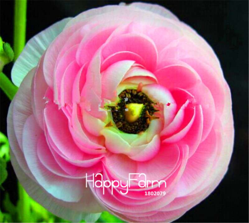 Ranunculus Asiaticus Bonsai Flower Seeds - DIY Home Garden Planting Kit