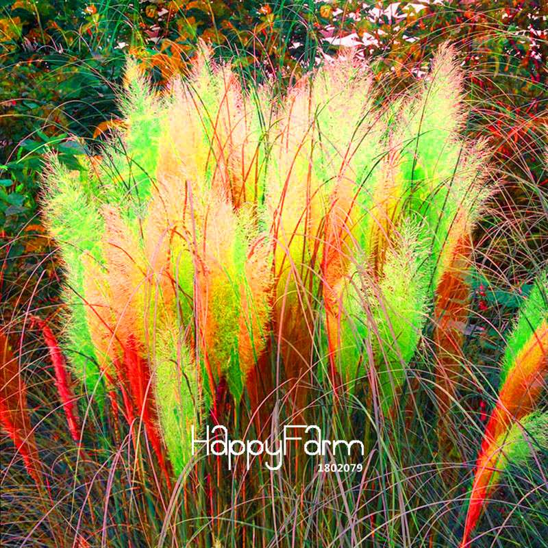 Pampas Grass Seeds - Beautiful Cortaderia for Home Garden Planting | Fast-Growing Flower Seeds