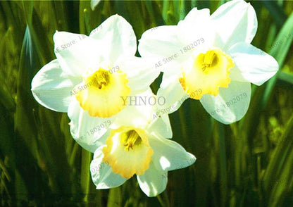 Double Petal Daffodil Bonsai Seeds - Aquatic Plant Seeds for Home Garden Planting