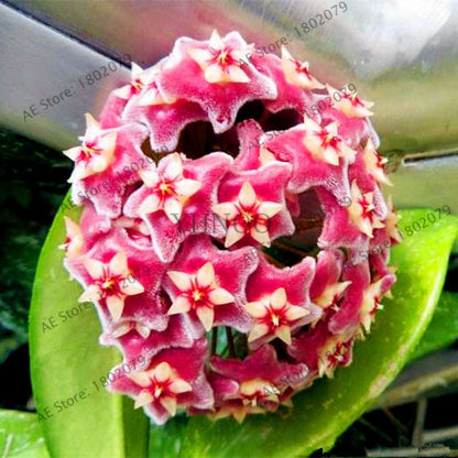 24 Color Hoya Carnosa Seeds - Rare Perennial Bonsai Plant for Home Garden