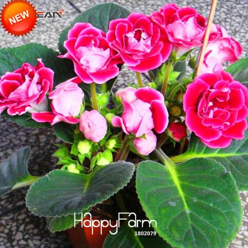 Red Gloxinia Seeds - Perennial Sinningia Speciosa for Bonsai & Balcony Gardens | USA Shipping