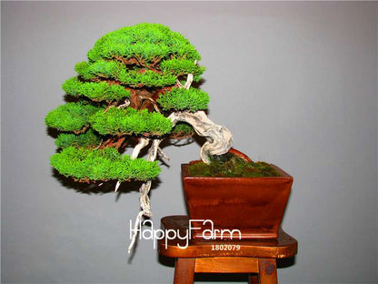 Juniper Bonsai Trees for Office & Home | Air-Purifying Potted Plants | Natural Decor