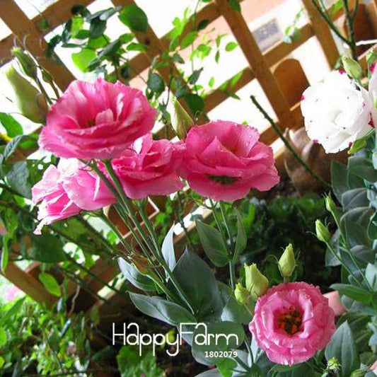 Red Eustoma Seeds - Vibrant Multicolor Lisianthus Flowers for Home Garden DIY (Perennial)