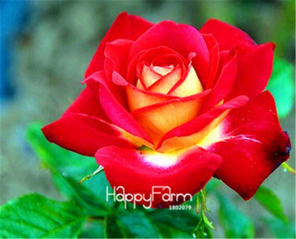 Rose Flower Seeds - Perennial, Easy to Grow, Blooms All Seasons - Planting Guide Included