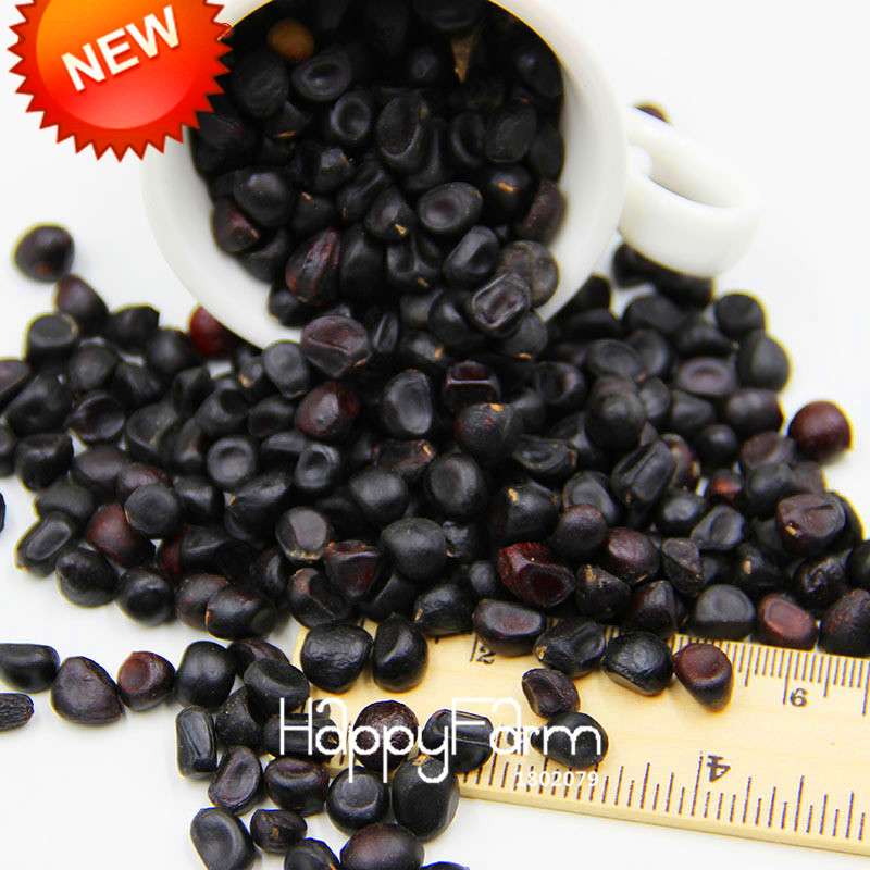 Yellow Peony Seeds for Planting - Potted Bonsai Flower Seeds for Home Garden