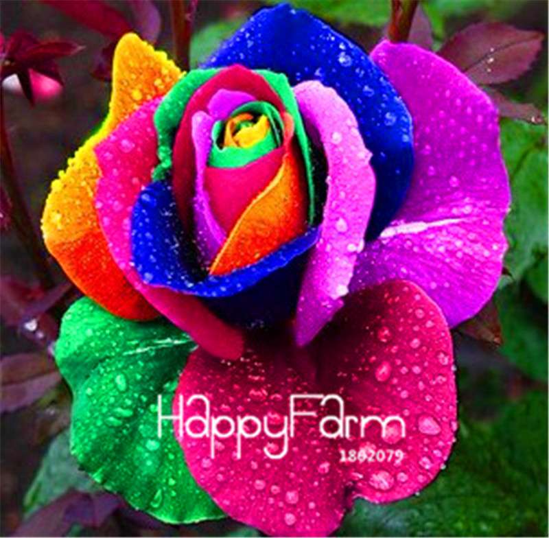 Rose Flower Seeds - Perennial, Easy to Grow, Blooms All Seasons - Planting Guide Included