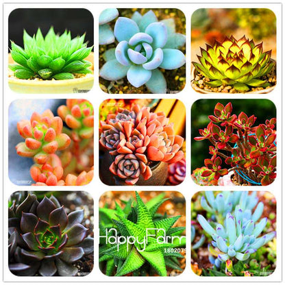 99 Varieties Lithops Seeds - Succulent & Bonsai Plants for Office, Home Garden - Easy to Grow
