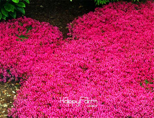 Creeping Thyme Seeds - for Borders, Rock Gardens & Walkways | Fragrant Ground Cover