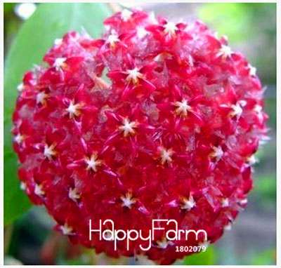 Buy Hoya Carnosa Seeds - for Home Garden, Potted Flower Seeds, Easy to Grow