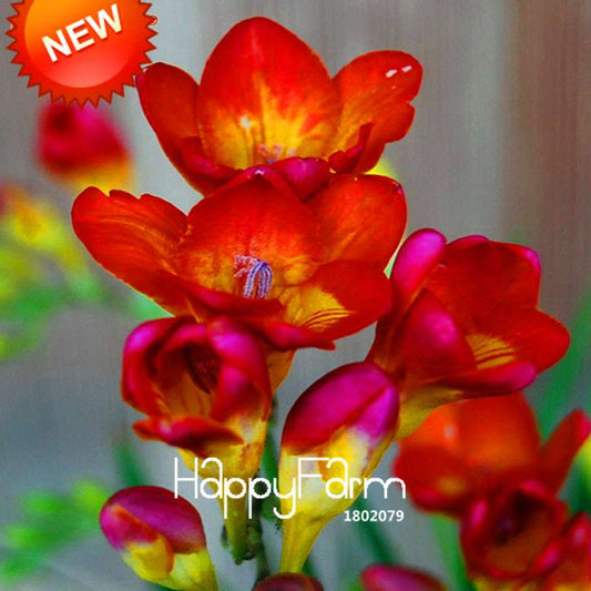 Red Freesia Seeds - Vibrant Potted Orchid Flowers for Home Garden Planting (USA Shipping)
