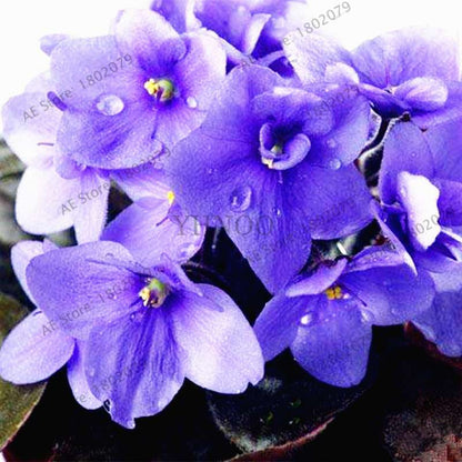 Violet Matthiola Incana Seeds - Easy-Grow Perennial Flower Seeds for Home & Garden Planting