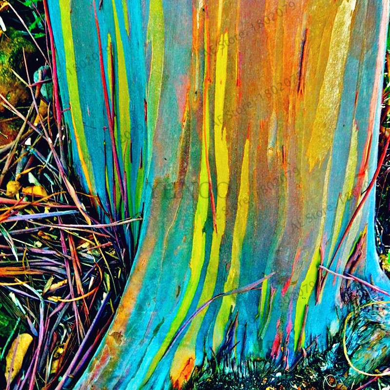 Rainbow Eucalyptus Seeds - Rare Tropical Tree for Garden Planting, Fast-Growing Showy Eucalyptus Deglupta